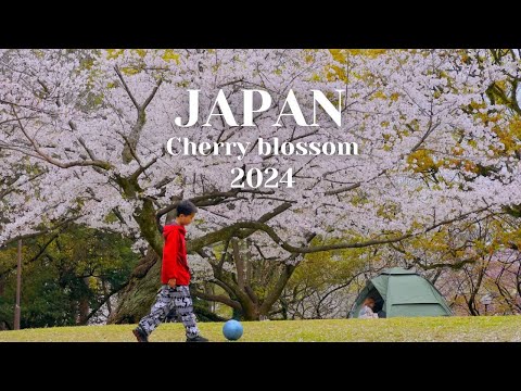 Ultimate Cherry Blossoms Japan Travel Guide 2024 | Must-See Destinations Revealed!