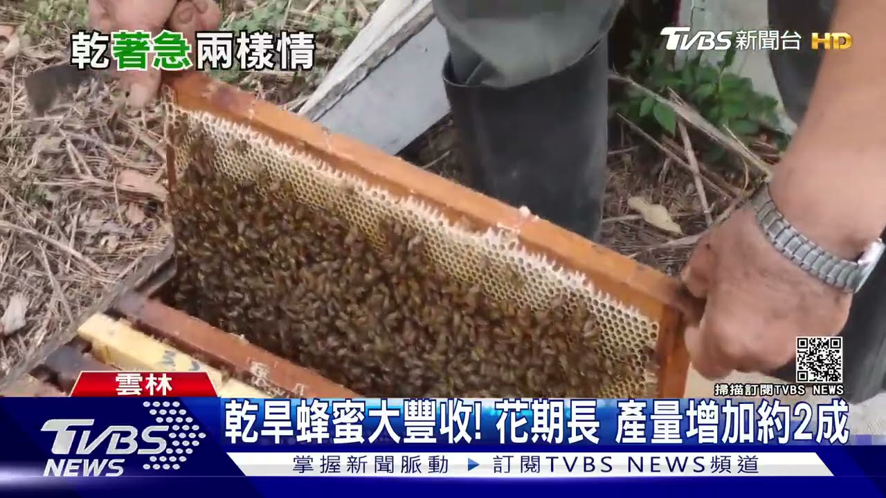 乾旱蜂蜜大豐收!花期長 產量增加約2成