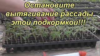 Корневая подкормка рассады весной