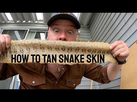 How to tan snake skin / diy snake skin processing / rattlesnake skin tannning