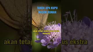 Download lagu What is the sign of a butterfly entering the house? mp3 Download lagu What is the sign of a butterfly entering the house? mp3