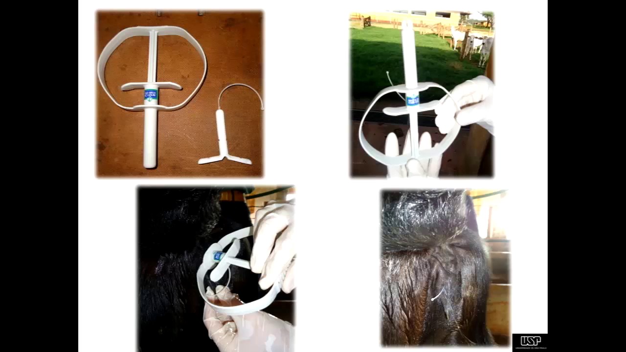 Factors affecting <em>in vitro</em> embryo production in cattle