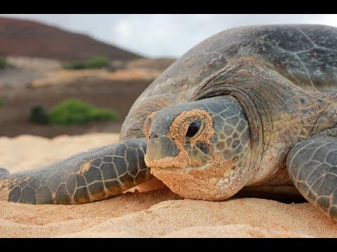 Amphibians and Reptiles of the UK Overseas Territories Video
