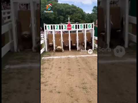 The FASTEST Race in History! 😂🦥 #shorts