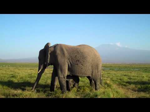 Mama & Baby Elephant
