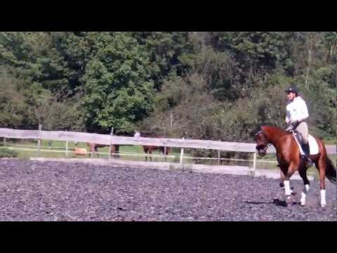 Benito, von Belissimo M, 4-jähriger Wallach (3)