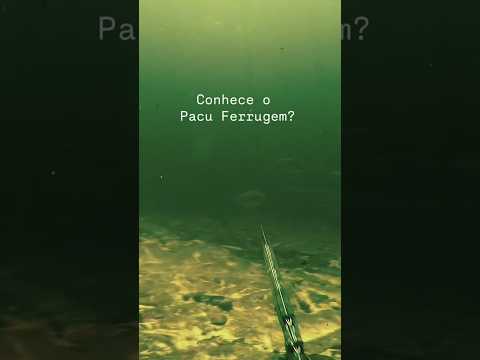 Pacu Ferrugem na Corredeira #thyagosubcursos #pescasub #thyagosub #pescaria #thyagosubpescasub