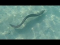 Moray Eel In Hurghada Makadi Bay Fort Arabesque Hotel Egypt الغردقة