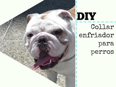DIY Collar enfriador para perros