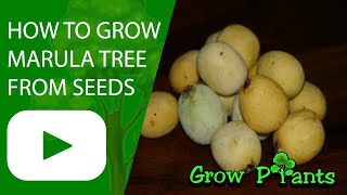 How to grow Marula tree from seeds (Easy to do)