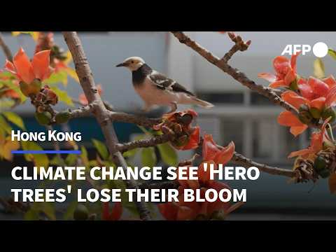 Video Thumbnail: Hong Kong's 'hero trees' lose their glory as climate warms | AFP