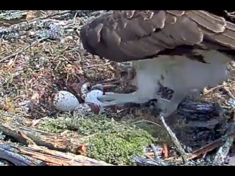 Chick chick chick! First Loch Arkaig Osprey chick has arrived! 29 May 2020