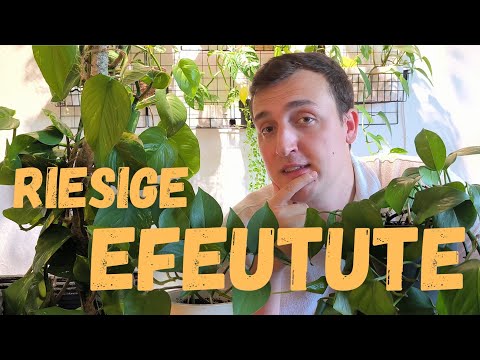 Efeutute Pflege: Die besten Tipps zu Erde, Düngen und Gießen