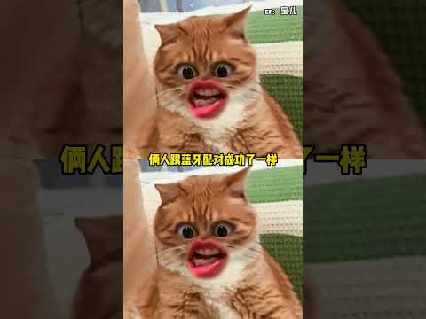 猫女的一生不受束缚 #名場面 #離譜操作 #雜談