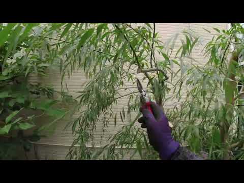 しだれ柳、垂れ柳 植物