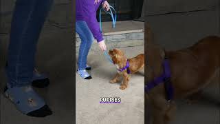 Stop the Pulling! 🛑 Loose Leash Walking for Cavaliers 🐾