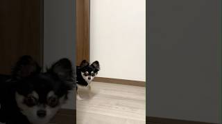 犬、ルビィちゃん 何が好き。  #犬との暮らし #chihuahua #dog