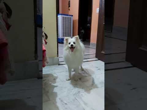 inspection of home by Sptiz (Tinky) after finishing his dinner