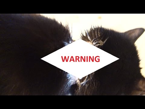 FLEA COLLAR BURNED MY CAT! WARNING