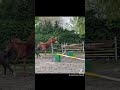 Enigma Laurentii Z Emerald X Ogano Sitte Mare 2023