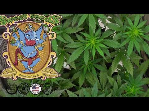 Jet Fuel Mandarine XL Auto | Week 5 | Sweet Seeds (Autoflower)