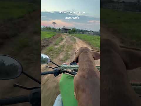 Jacú liga o turbo atrás da moto #fazenda #pecuarista #gado #jacu