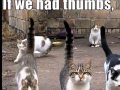 we will rock you - cat style 