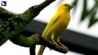 Download Suara Burung Kenari Betina Untuk Memancing Kenari Jantan Mandek / Cepat Gacor Mp3