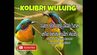 Download lagu suara pikat burung kolibri wulung paling jernih dan jitu untuk trapi mp3 Download lagu suara pikat burung kolibri wulung paling jernih dan jitu untuk trapi mp3