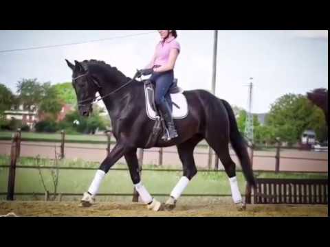 Da Vinci *2012 www.pferdesportservice.de