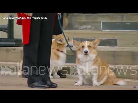 Il pony Emma e i cani Muick e Sandy salutano la regina