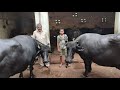 Super Quality Buffalos Surendar Dahiya Halalpur 9671949667 Joginder Rana Dairy Farm