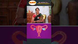 கர்ப்பம் தரிப்பது எப்படி? Ovulation Process Explained !