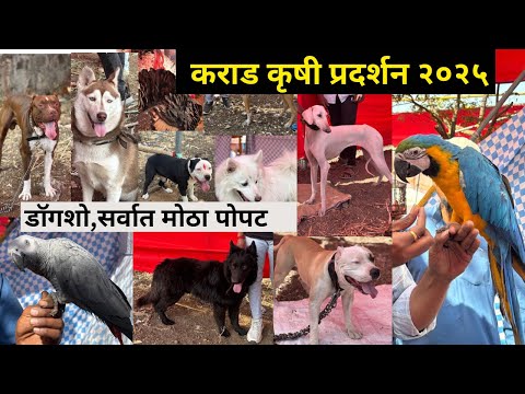 कराड कृषी प्रदर्शन २०२५ Karad dog show, सर्वात मोठा पोपट |karad krushi prdarshan |