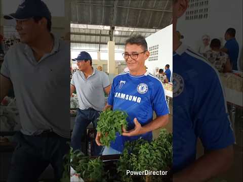 olha Naldo na feira de Sumé PB