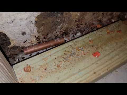 Citronella Ants Pause Home Renovations in Toms River, NJ