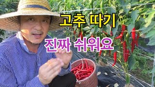 [고추수확] 이렇게 고추를 따니 참 쉽네요