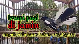 Download lagu suara burung kacer gacor memanggil lawan ampuh buat pancingan mp3 Download lagu suara burung kacer gacor memanggil lawan ampuh buat pancingan mp3