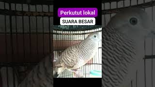 Download lagu Perkutut lokal suara besar, gede - perkutut dpr ri 3122 mp3