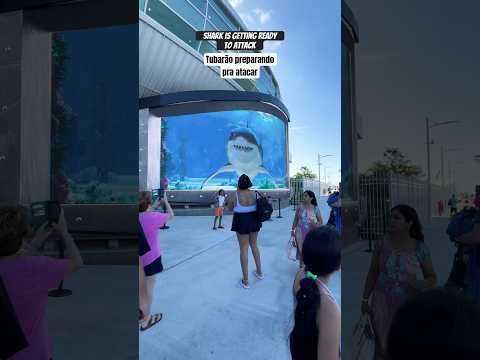 Tubarão se preparando pra atacar no Porto de Nassau #shark #3d