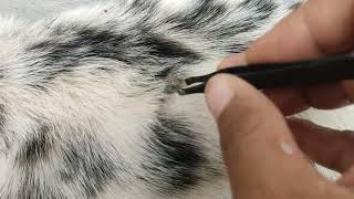 Clean ticks coco #dog #pets #animals #ticks