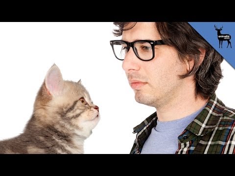 Why Cats Are Better Than Humans