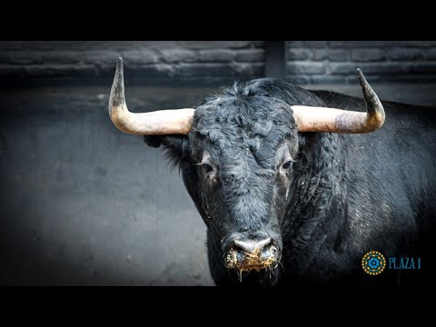 SORTEO | Corrida 12 octubre, Victoriano del Río