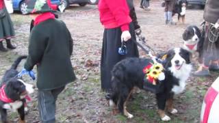 preview picture of video 'Sfilata Bovari del Bernese - Mercatini di Natale Santa Maria Maggiore 7 12 14'