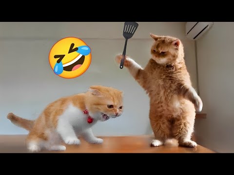 Cute funny pets video 🤣 funniest cats and dogs videos 😀#cats. #5