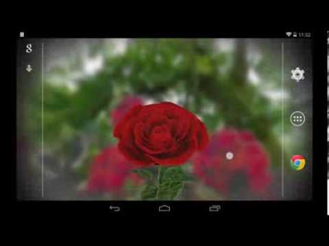 3d rose live wallpaper