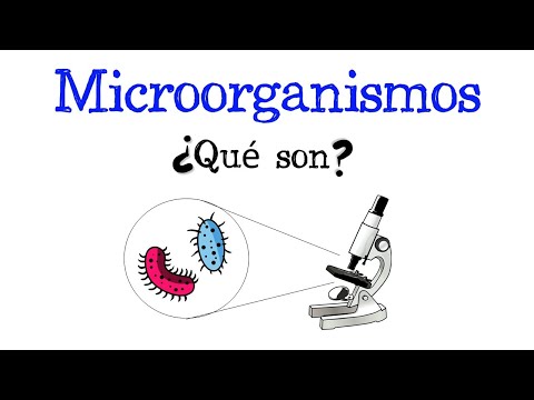 🦠 ¿Qué son los microorganismos? 🧫🔬 [Fácil y Rápido] | BIOLOGÍA |