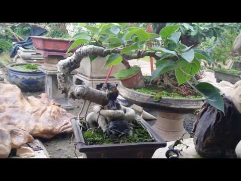 SH.139. Cây cảnh nghệ thuật đẹp