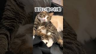 面白い猫の行動#にゃんこ #子猫 #猫との暮らし #ペット動画 #癒し動物 #もふもふ猫 #かわいい猫