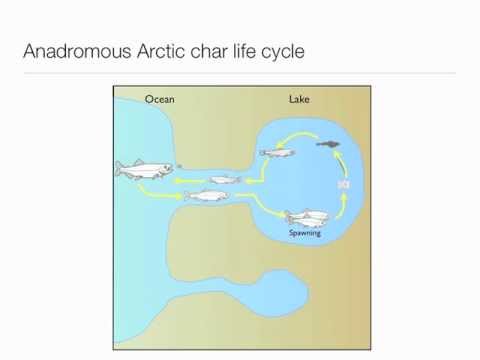 anadromous Arctic Char by Jean-Sébastien Moore.m4v